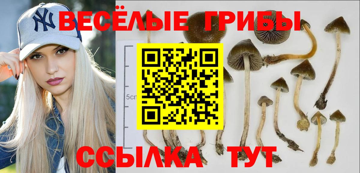 Псилоцибиновые грибы GOLDEN TEACHER  наркотики  Мурино  Вход с VPN 